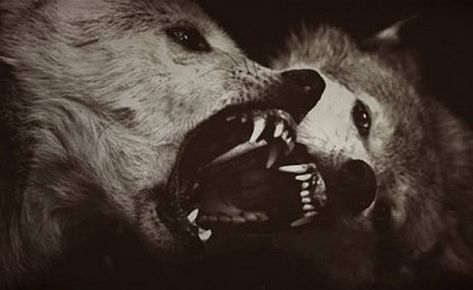 Brutal Assault přisazuje vlky a jiné